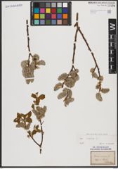 Foto von Salix caprea L.